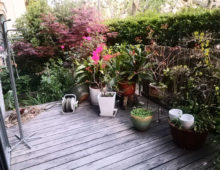 Shanghai apartment rent with gardens near SCIS